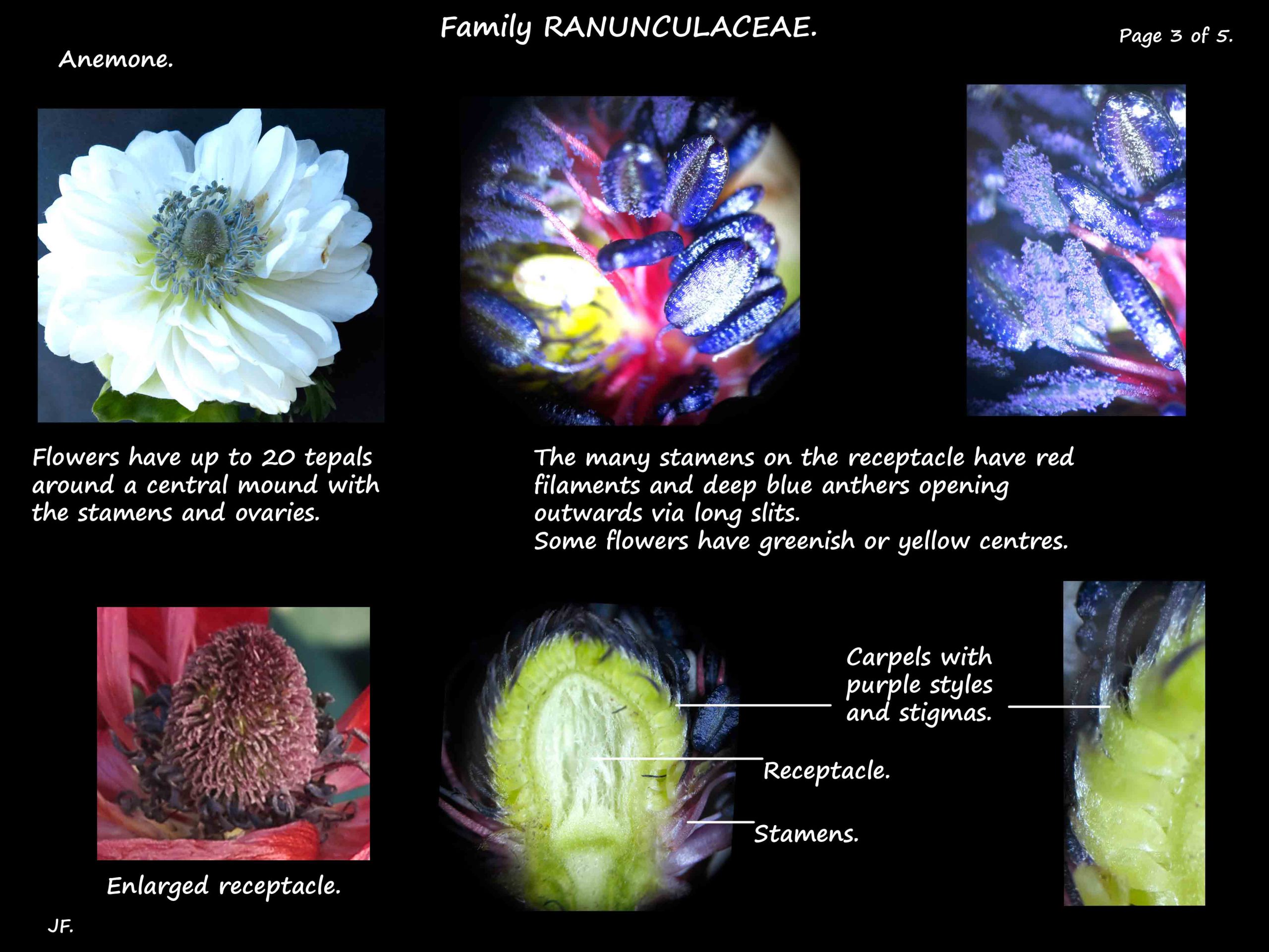 3 Anemone coronaria stamens & carpels